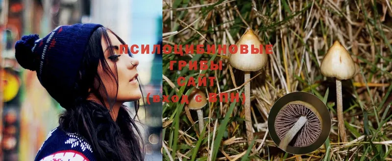 цены   Лесной  Псилоцибиновые грибы Psilocybe 